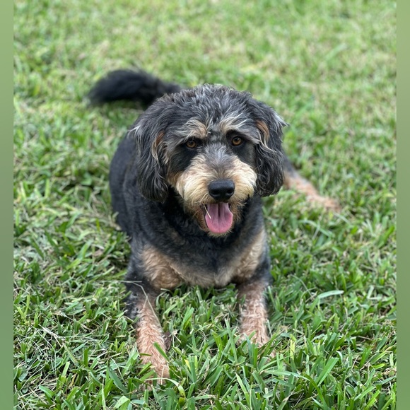 ๐ถ๐พLike to be notified when live.๐ถ๐พ (LIVE LISTING) - Picture 6 of 11